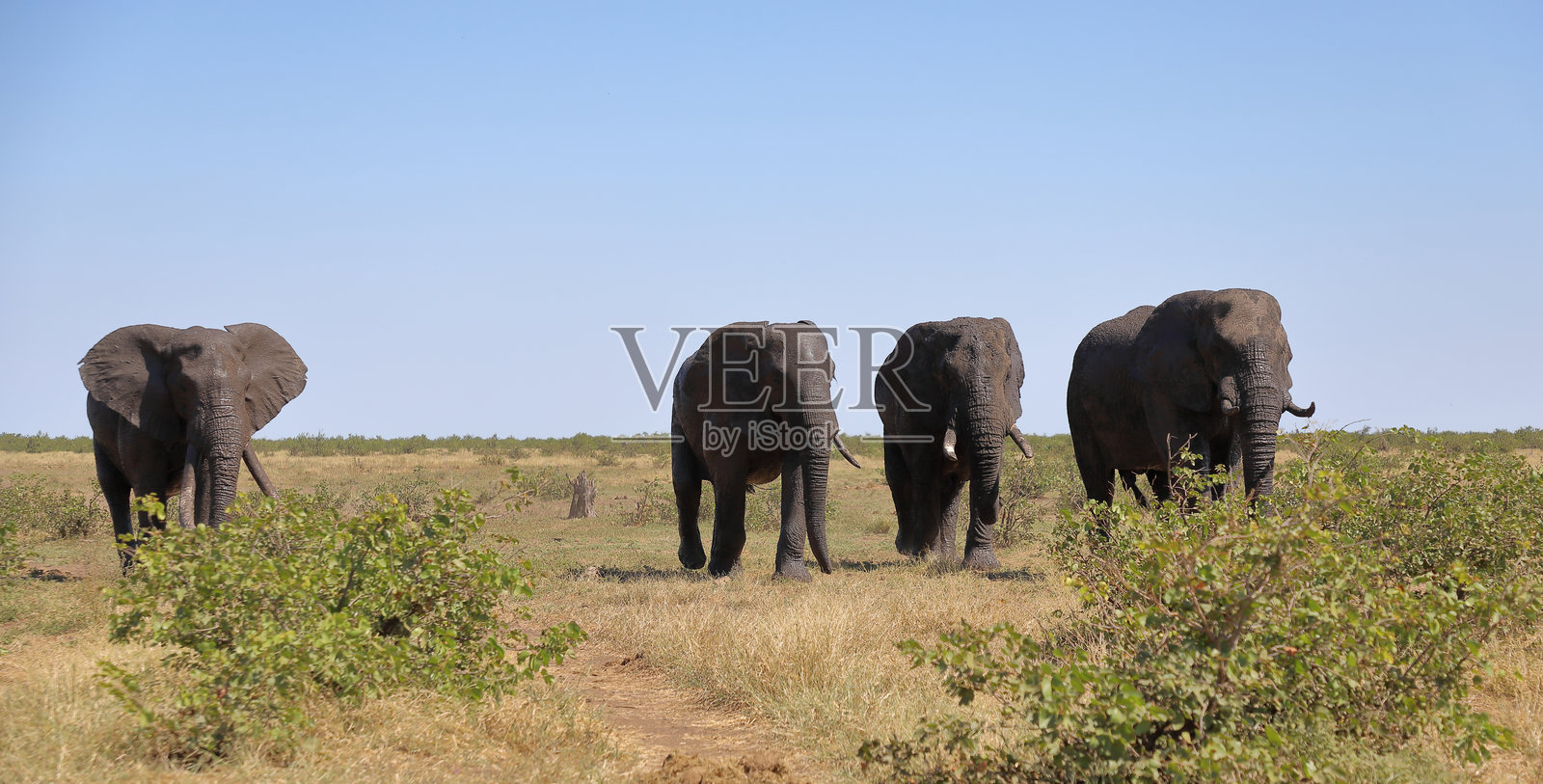 非洲象 / 非洲象 / 非洲象照片摄影图片