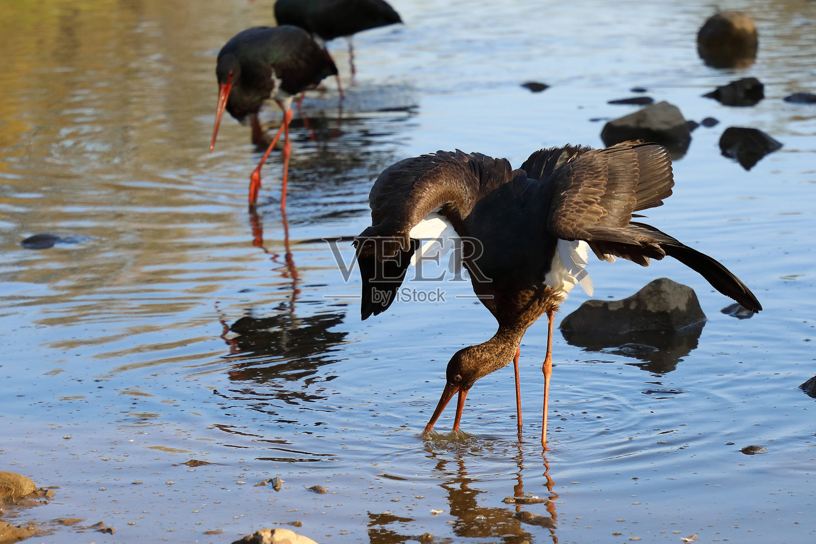 黑鹳 / 黑鹳 / 黑鹳照片摄影图片