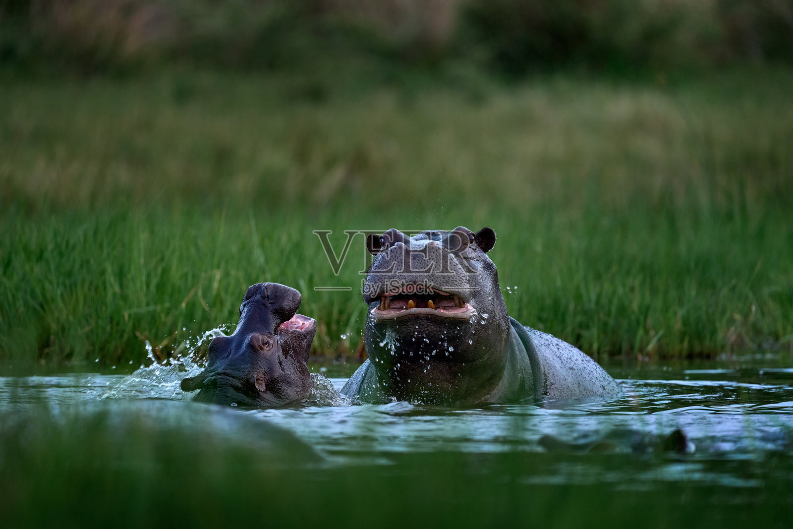 河马与鸟。非洲河马,学名Hippopotamus amphibius capensis,在傍晚的阳光下,动物栖息在自然水域,位于博茨瓦纳的克怀和莫雷米。自然中的野生动物场景。照片摄影图片