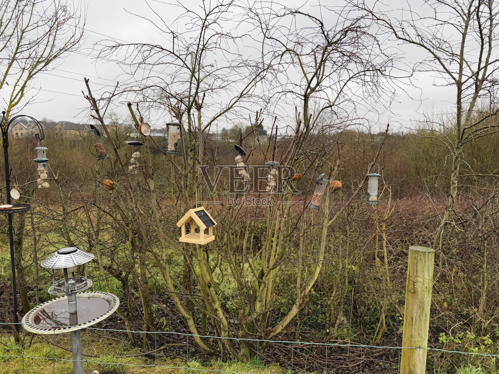 树篱中的各种鸟食器照片摄影图片