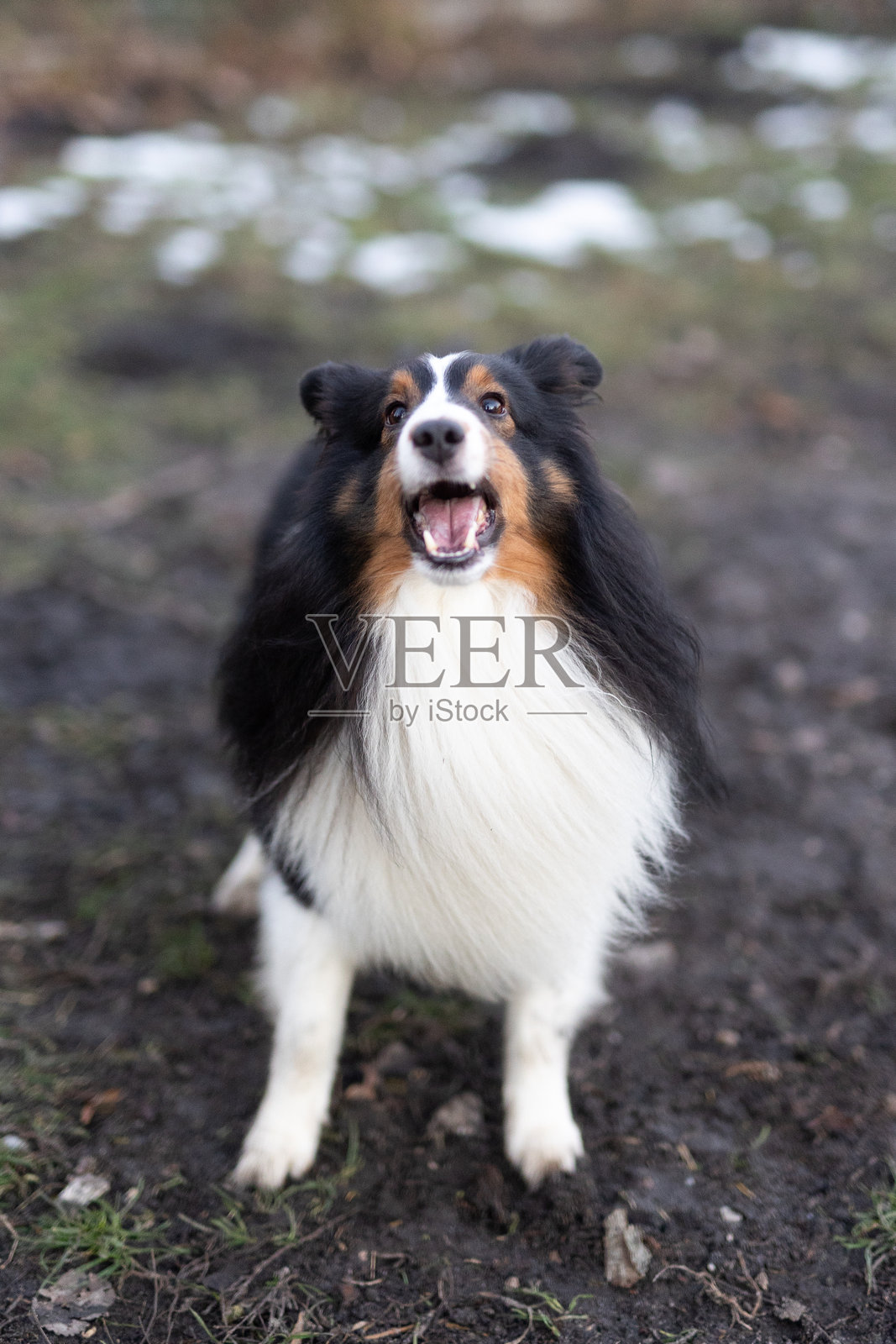 设得兰牧羊犬在狗跑道上照片摄影图片