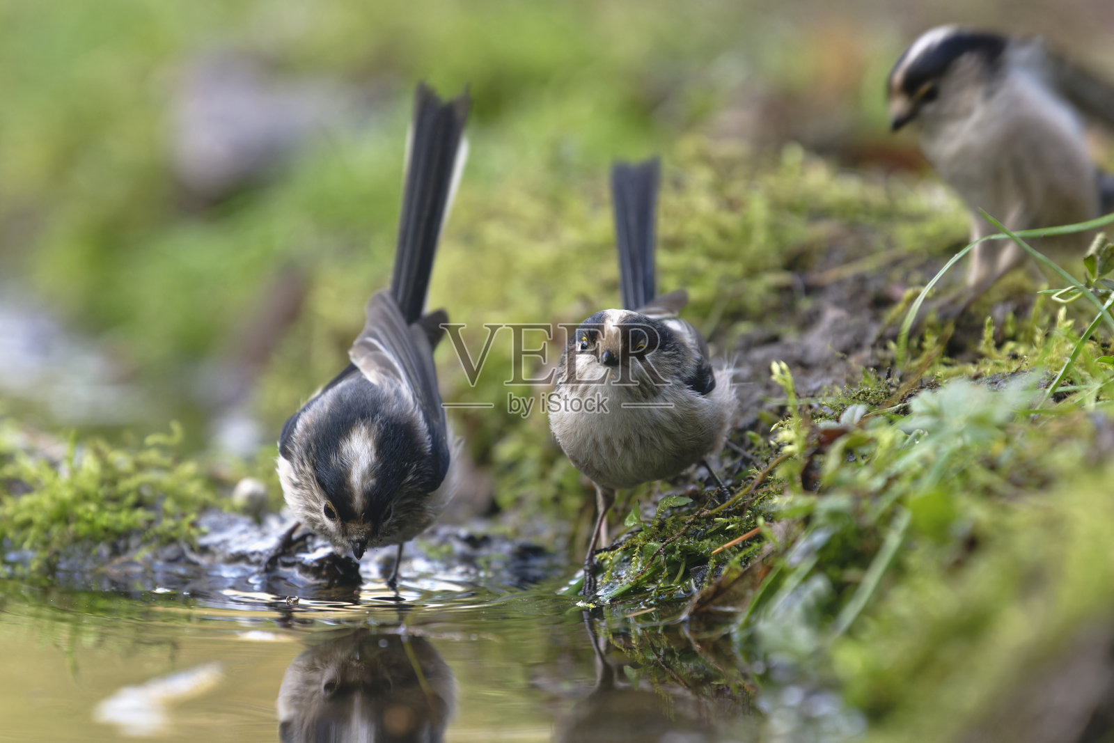 长尾雀在饮水照片摄影图片