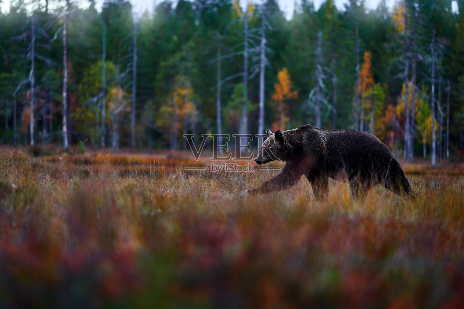 秋天的自然。黄色森林中的熊,广角镜头。秋天的树木与熊,镜面反射。美丽的棕熊在湖边漫步,秋季色彩,芬兰,欧洲。照片摄影图片
