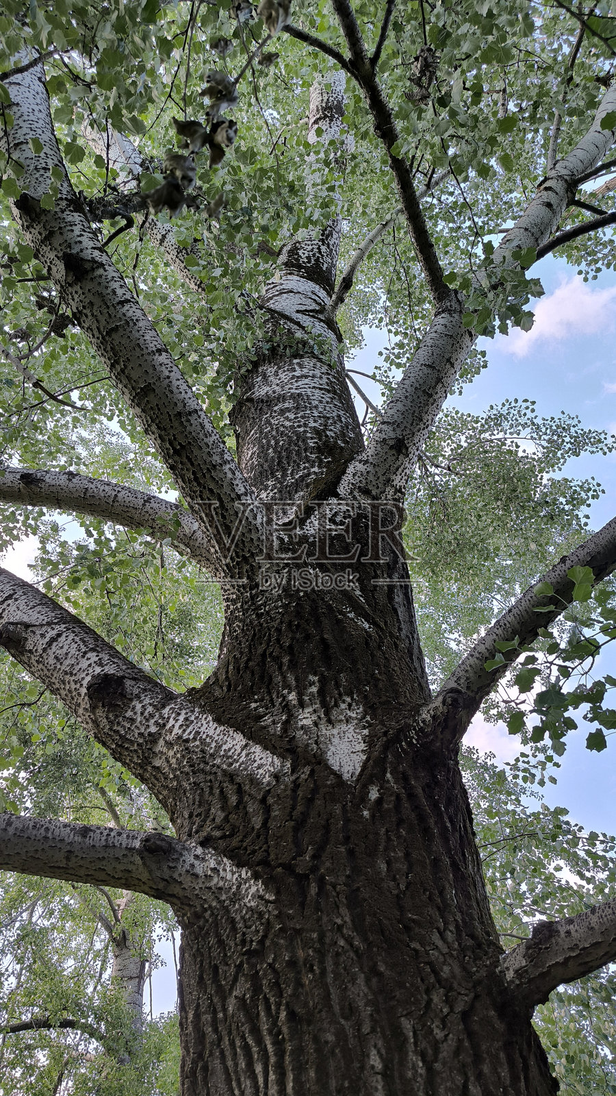 春天的银白杨树照片摄影图片