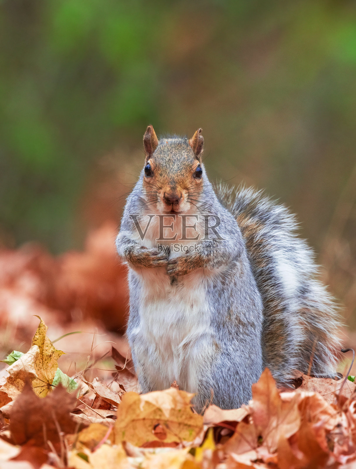 可爱的灰松鼠特写镜头照片摄影图片