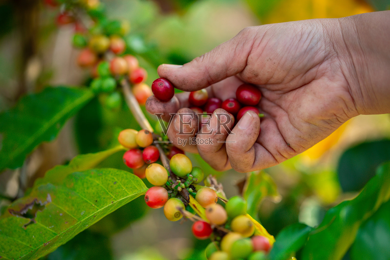特写手工采摘红熟咖啡果的罗布斯塔和阿拉比卡咖啡豆。在绿色生态有机农场中,人们手工采摘成熟的红色咖啡果实。照片摄影图片