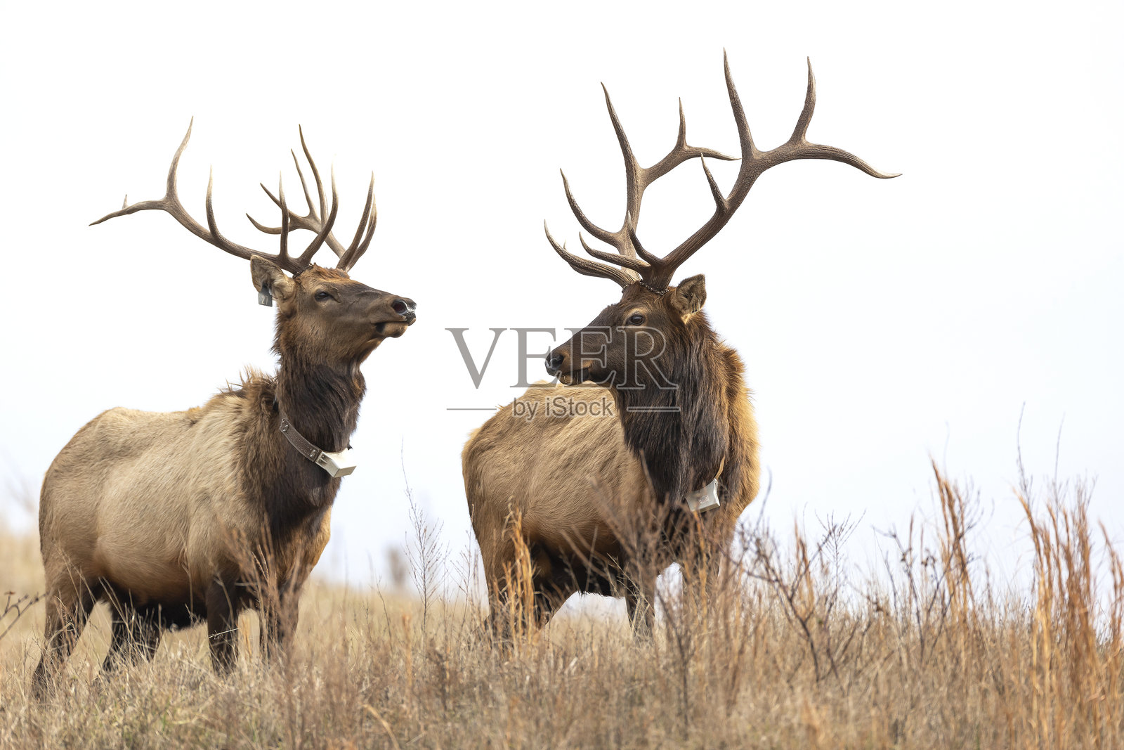 驼鹿照片摄影图片