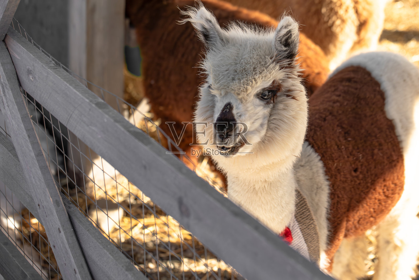 微笑的羊驼肖像,驼羊,羊驼农场,搞笑动物照片摄影图片