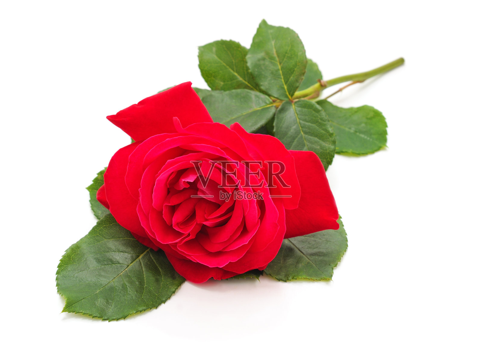 一朵红玫瑰。照片摄影图片