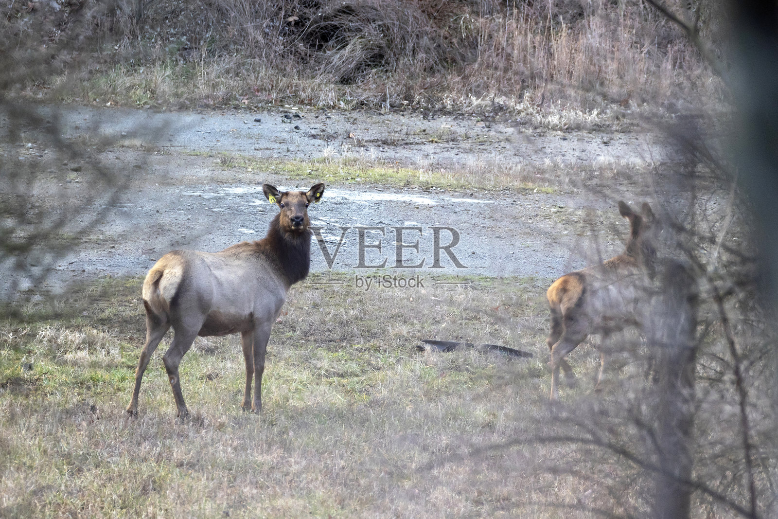 驼鹿照片摄影图片