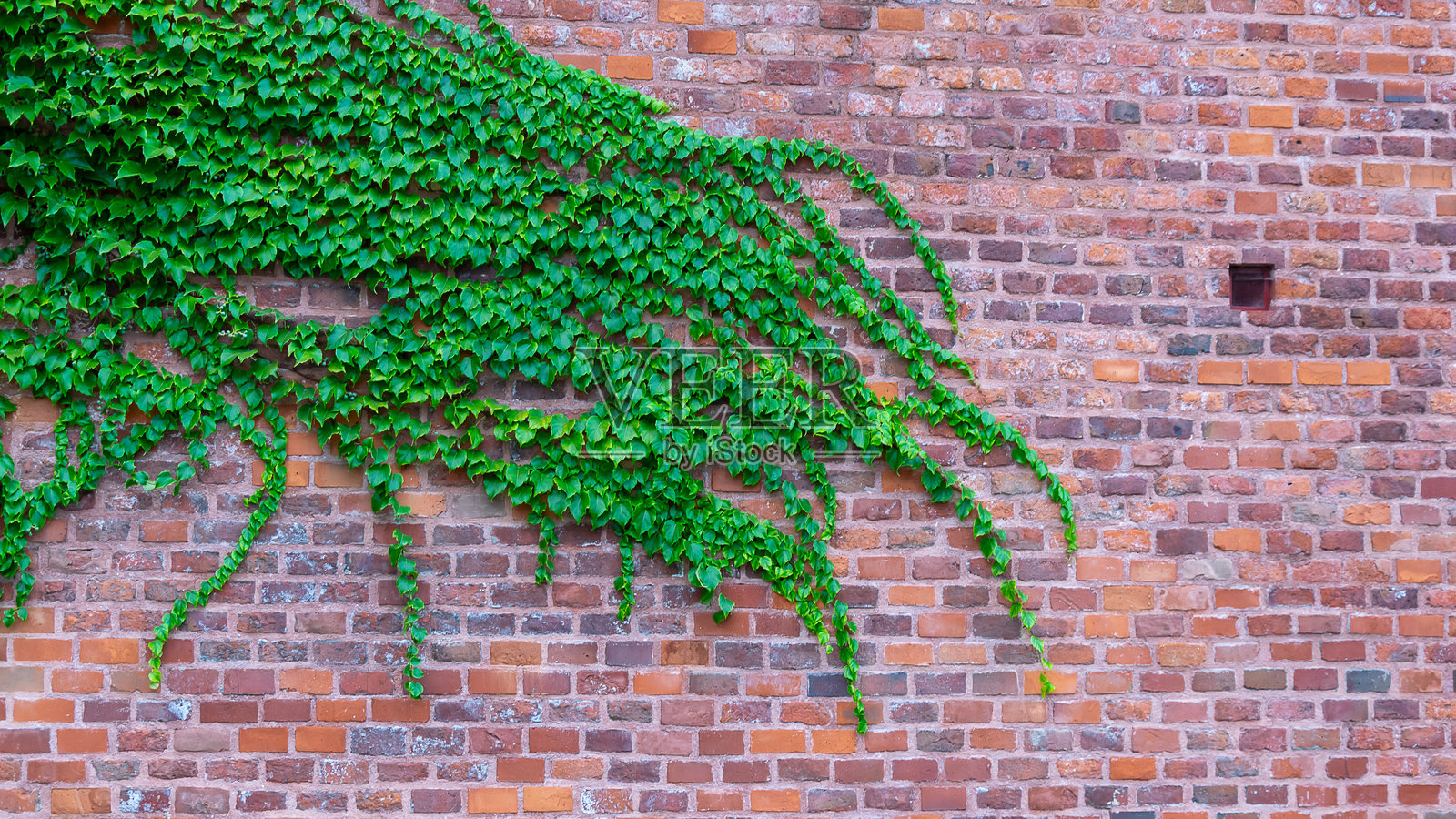 红砖墙上的绿色常春藤照片摄影图片