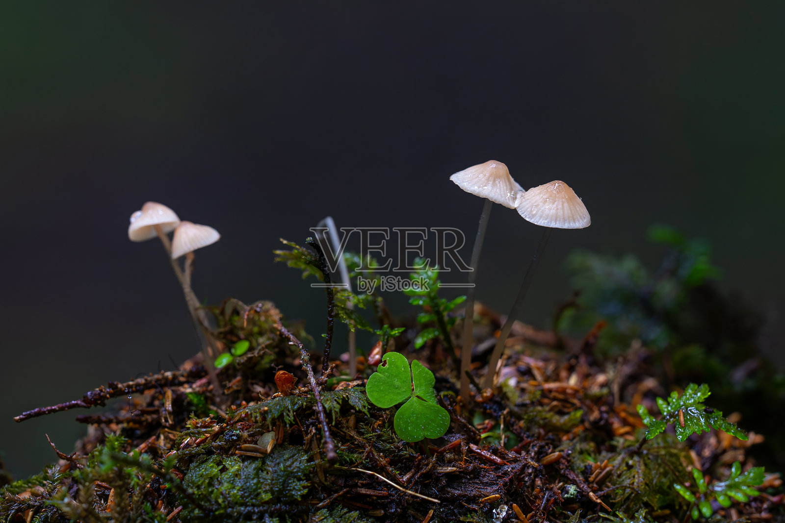 红边小伞菌照片摄影图片