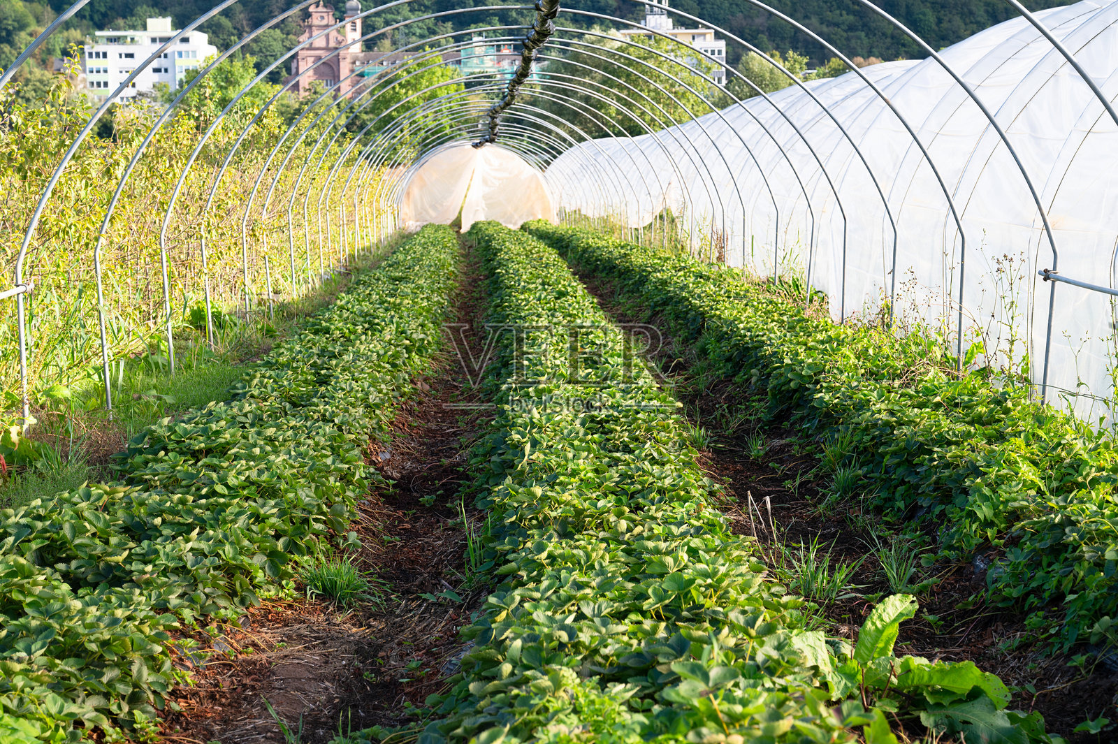 温室内的农业田地,种植着一排草莓植物,正在生长有机水果,园中种植食物照片摄影图片