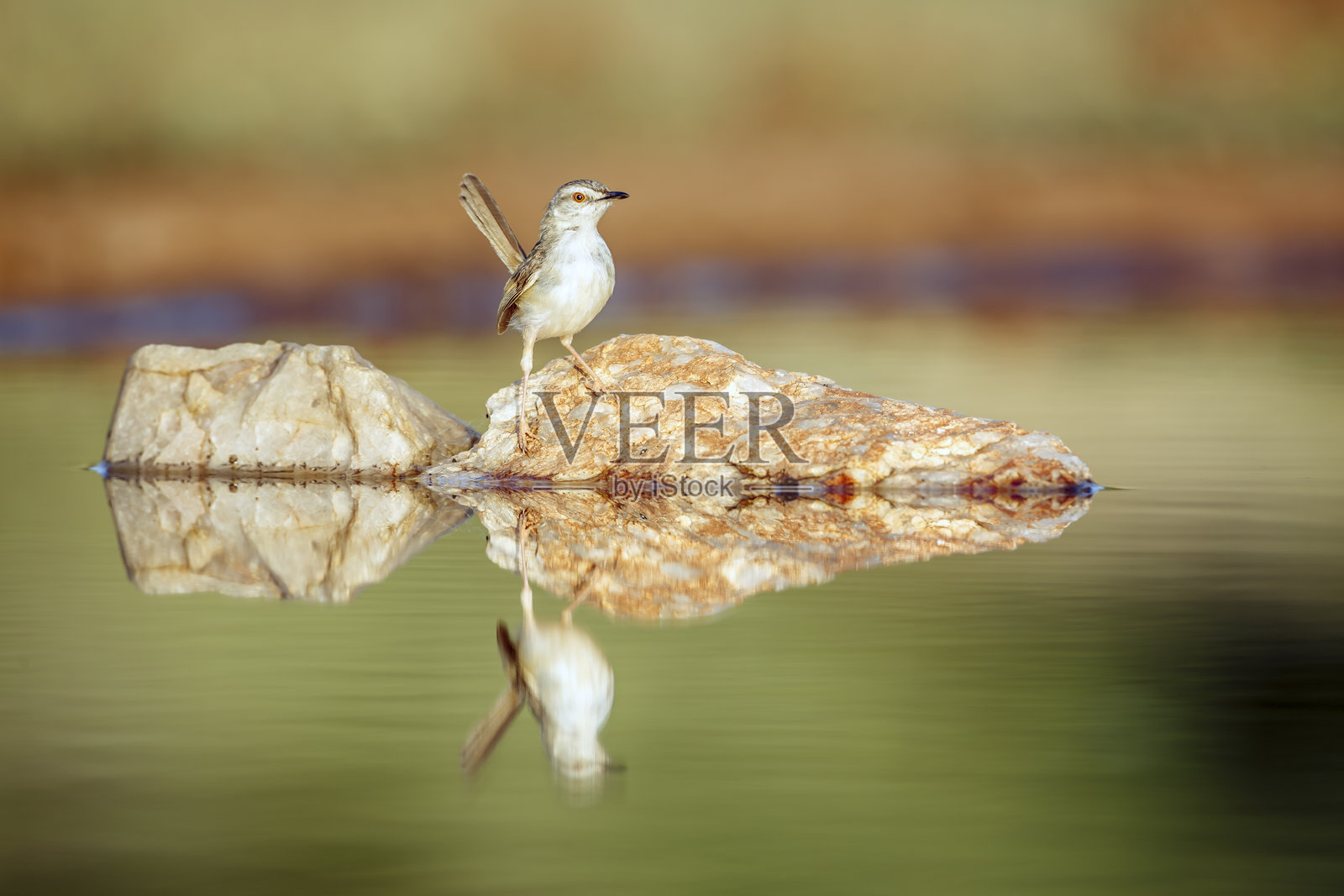 南非大克鲁格国家公园的黑胸小鹪鹩照片摄影图片