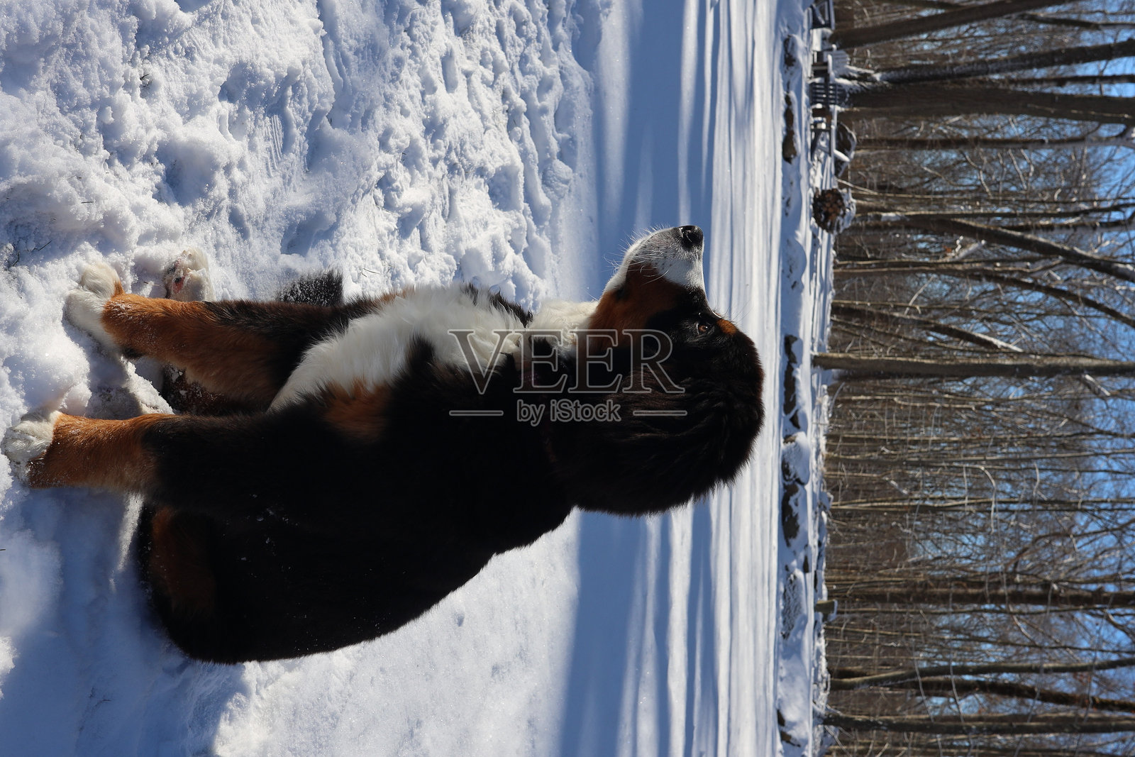 雪山照片摄影图片