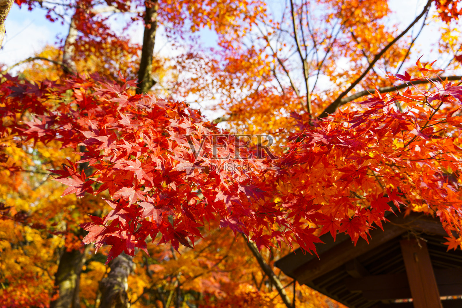 鲜艳的红枫树映衬着湛蓝的天空照片摄影图片