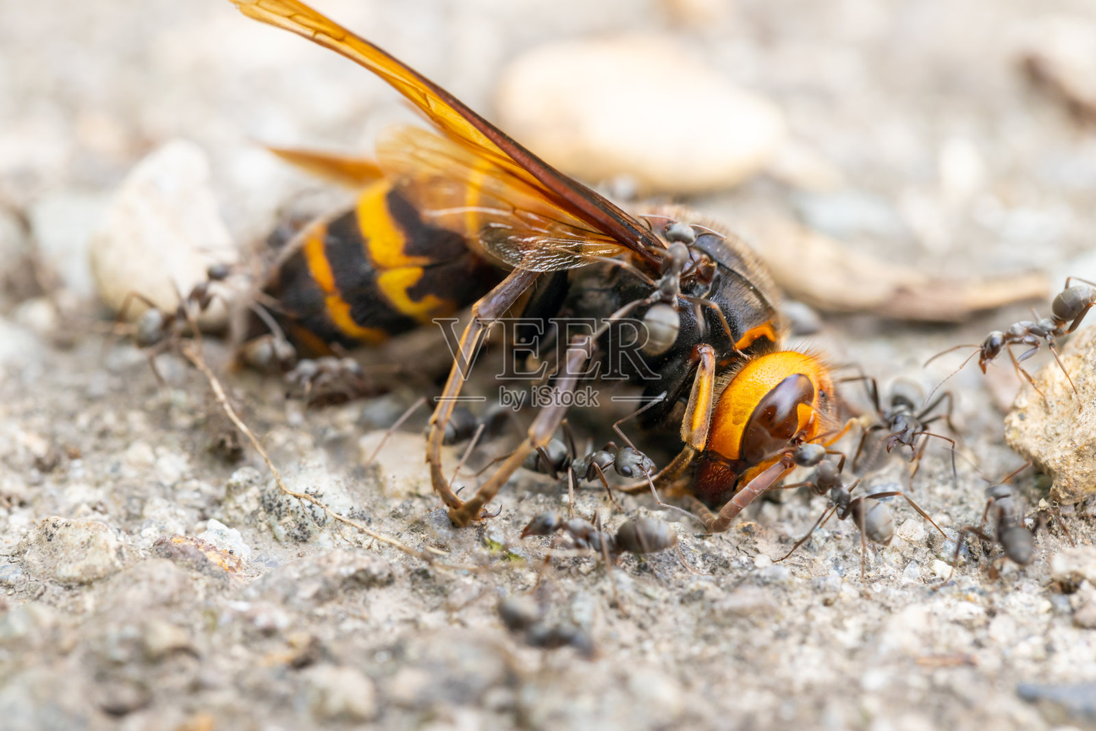 死去的黄蜂和蚂蚁照片摄影图片