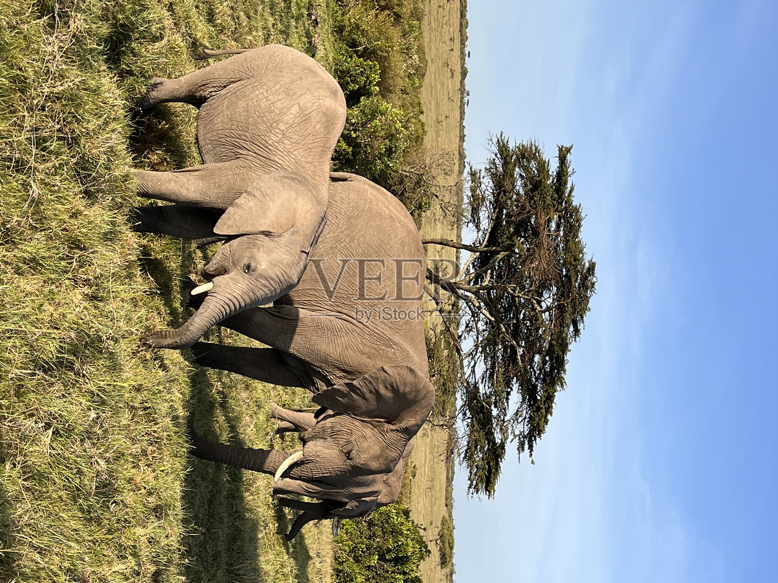 大象照片摄影图片