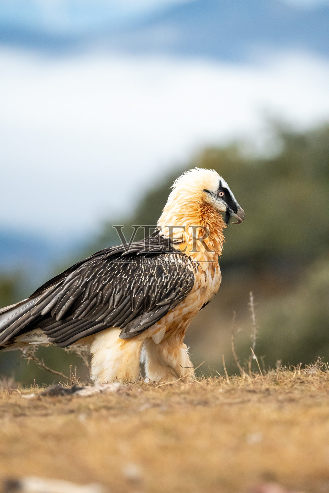 在西班牙拍摄的胡兀鹫(Gypaetus barbatus)照片摄影图片