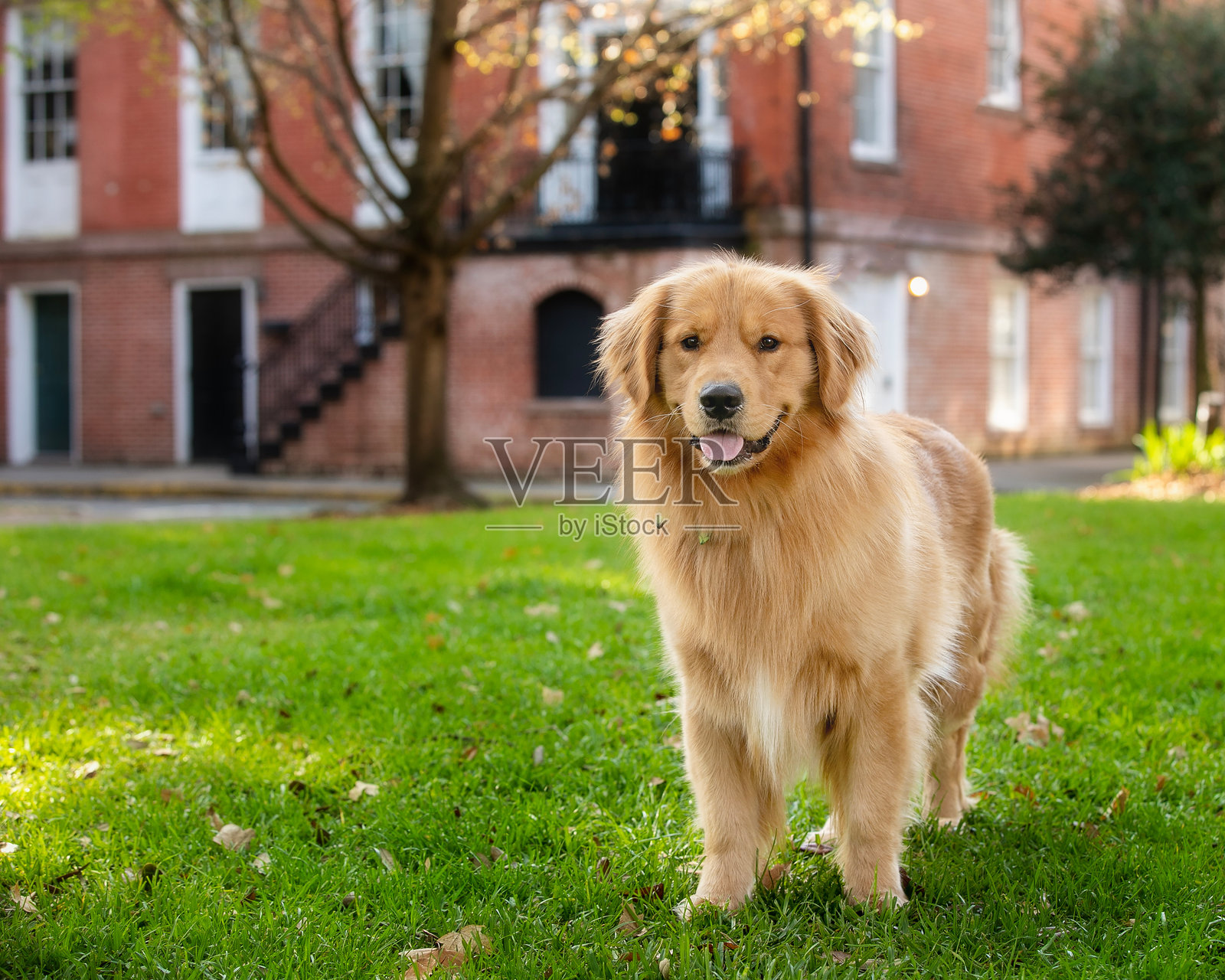 金毛寻回犬在公园里站着照片摄影图片