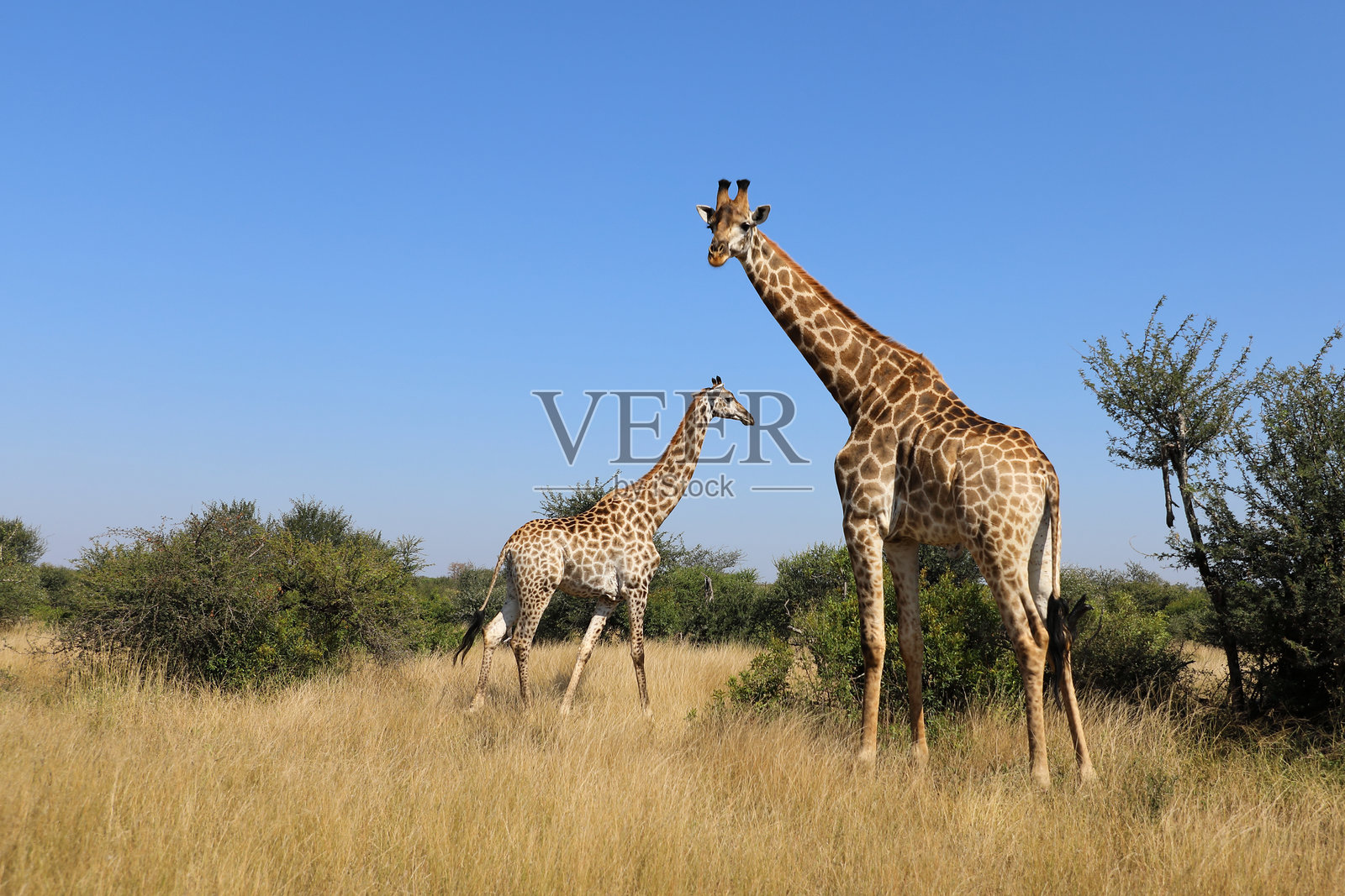 长颈鹿 / 长颈鹿 / 长颈鹿照片摄影图片