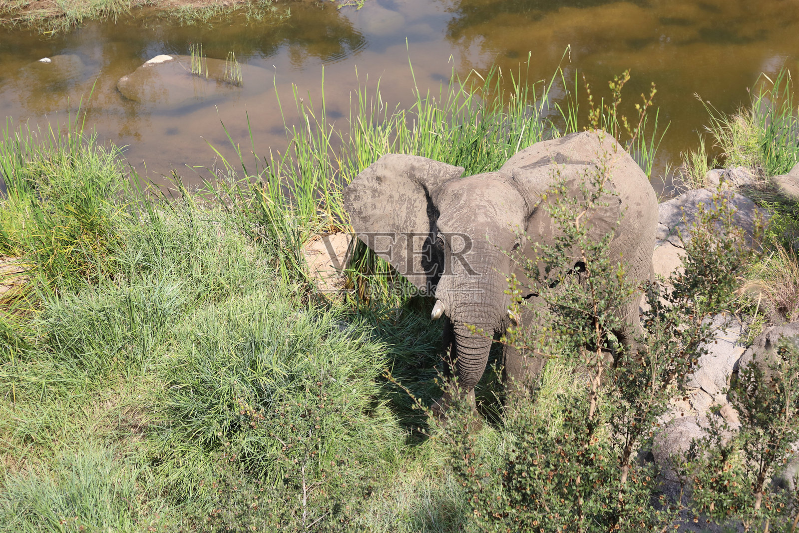 非洲象 / 非洲象 / 非洲象照片摄影图片