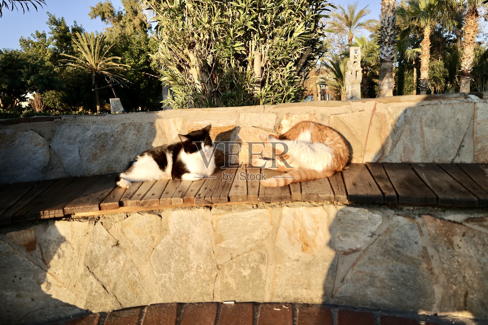 可爱的猫咪在海边照片摄影图片