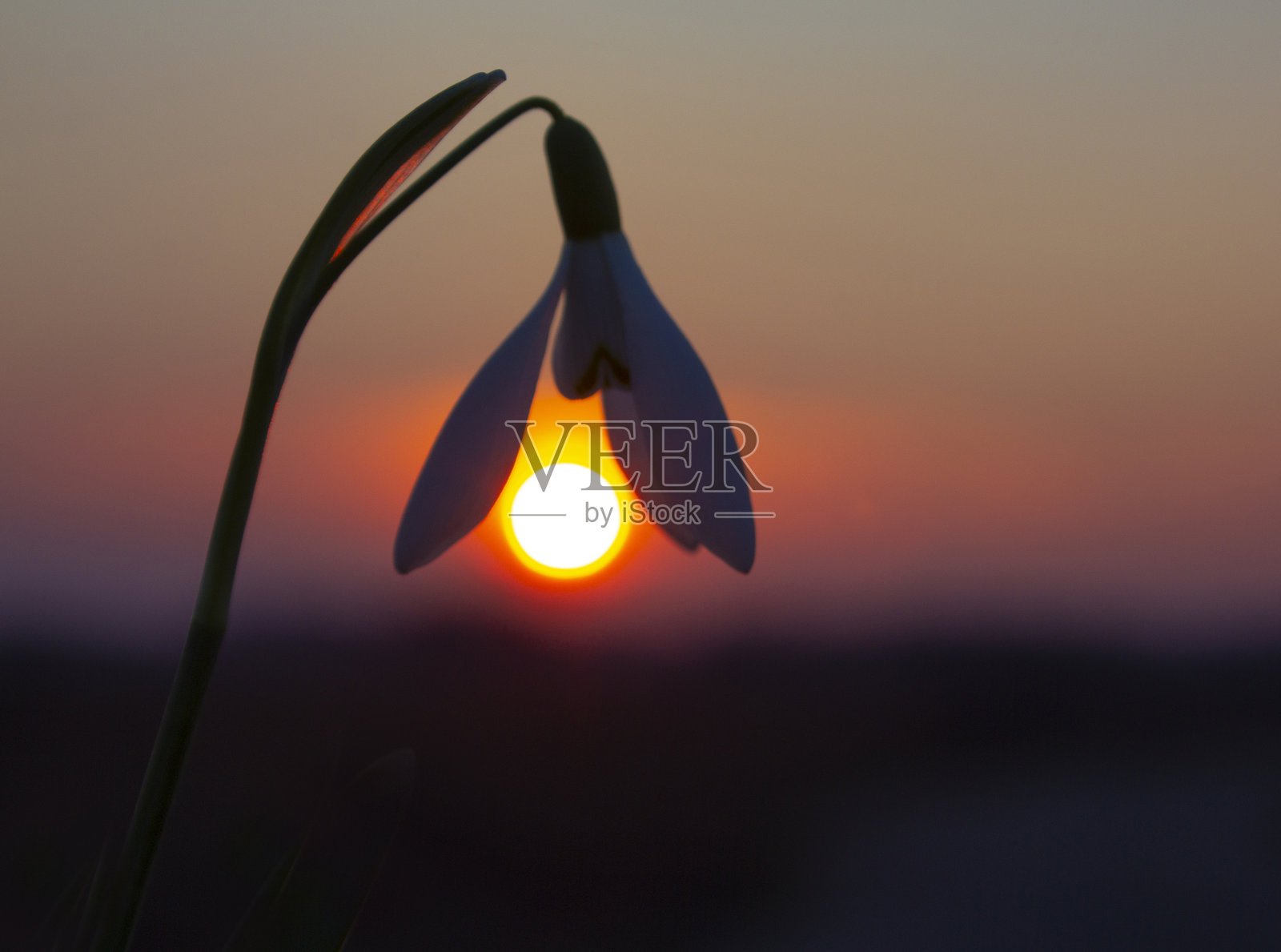 雪花莲在落日的背景下。照片摄影图片