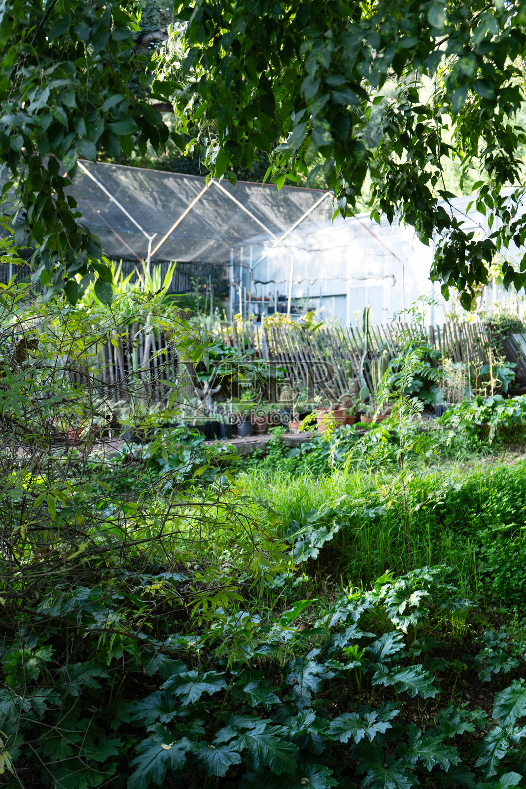 温室植物保护照片摄影图片