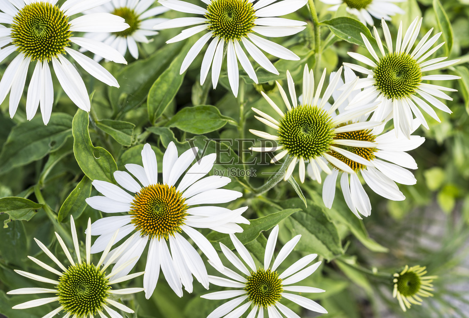 白色紫苑花的特写镜头照片摄影图片