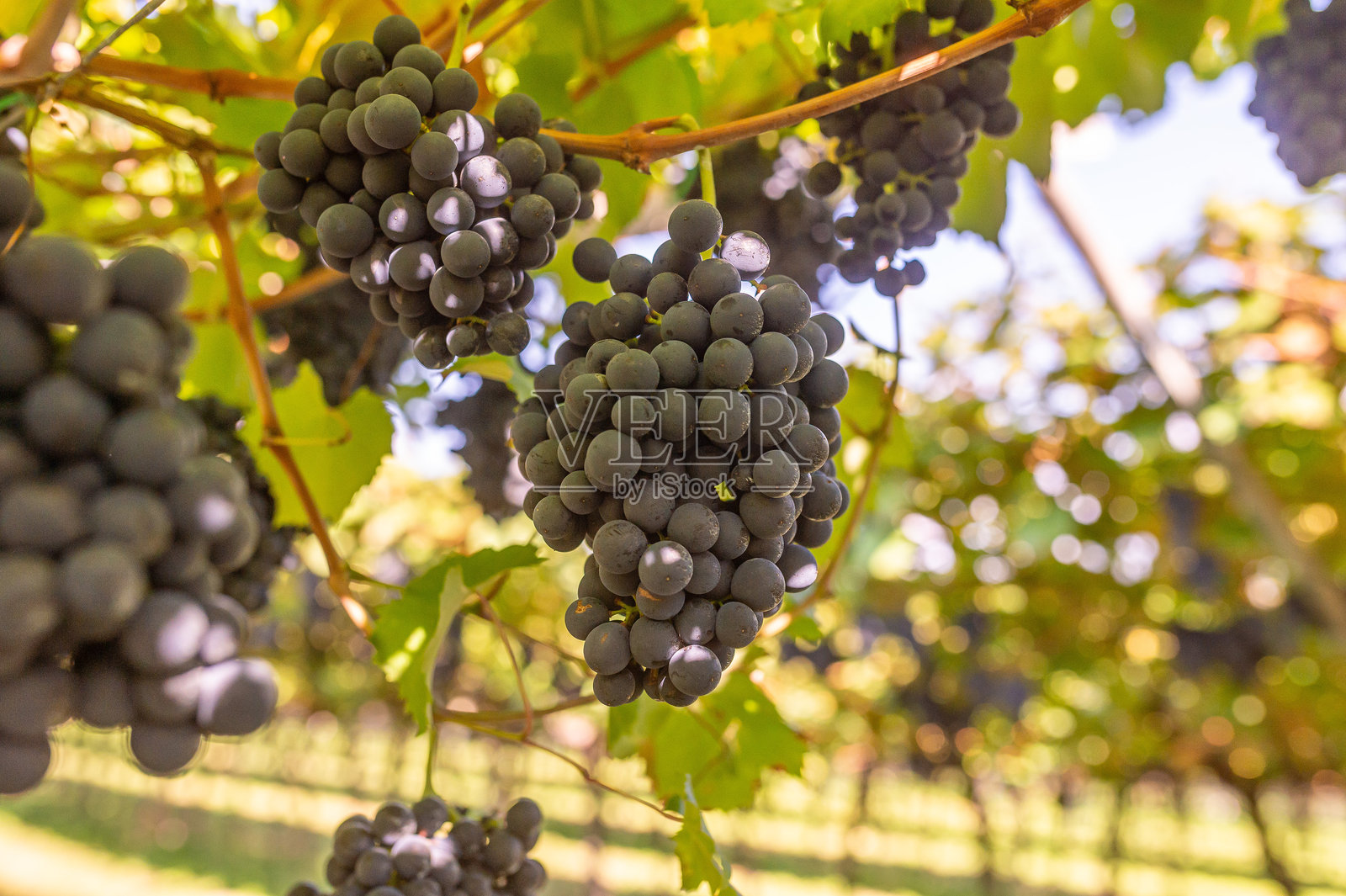 收获葡萄照片摄影图片