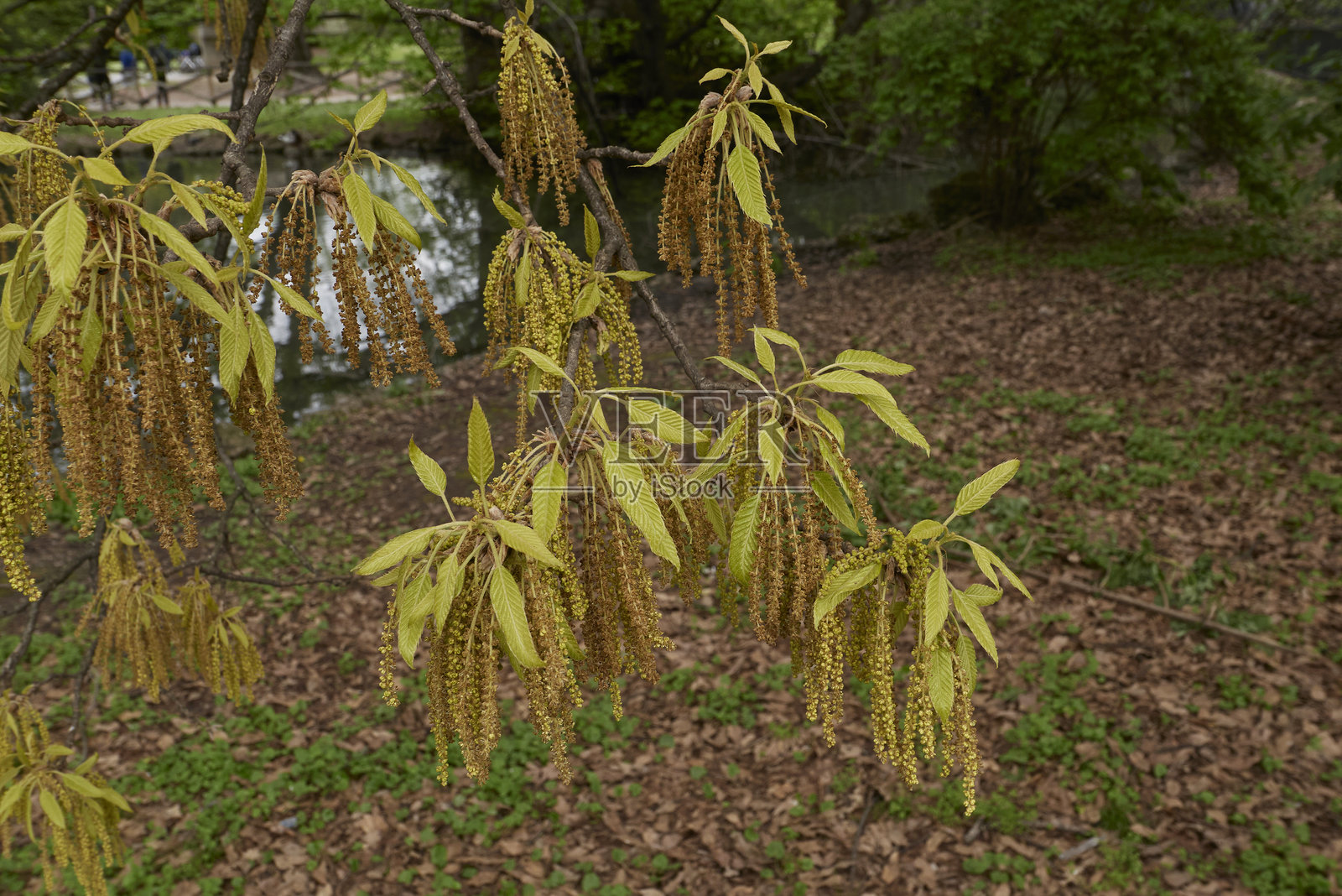 锐叶栎树枝特写照片摄影图片