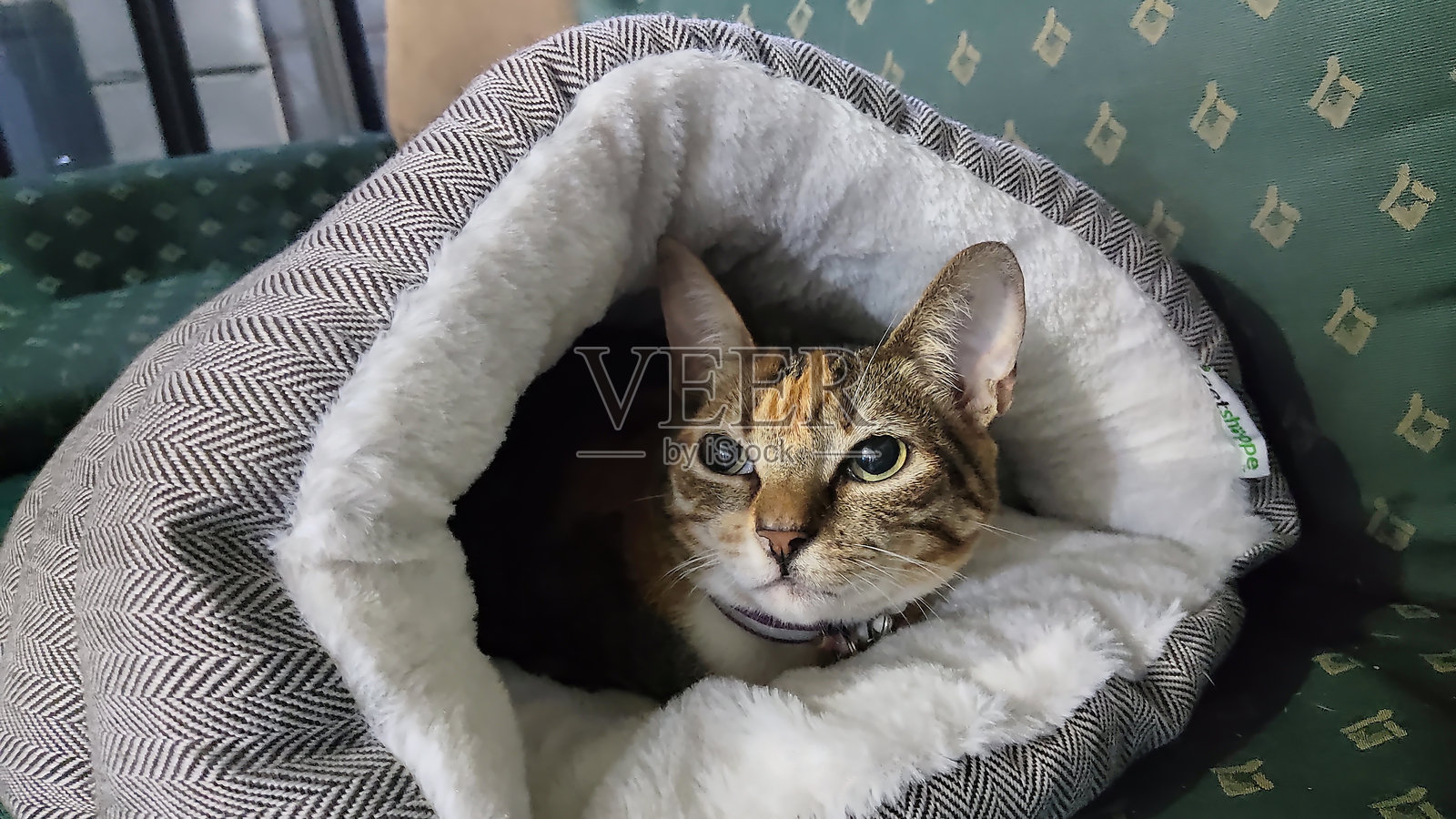 gata24照片摄影图片