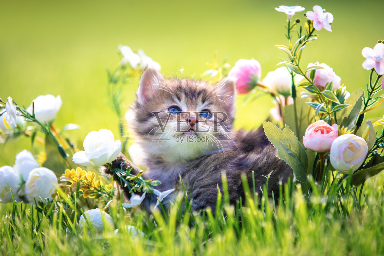 小猫咪坐在夏季花园的草地上,周围有花朵。照片摄影图片