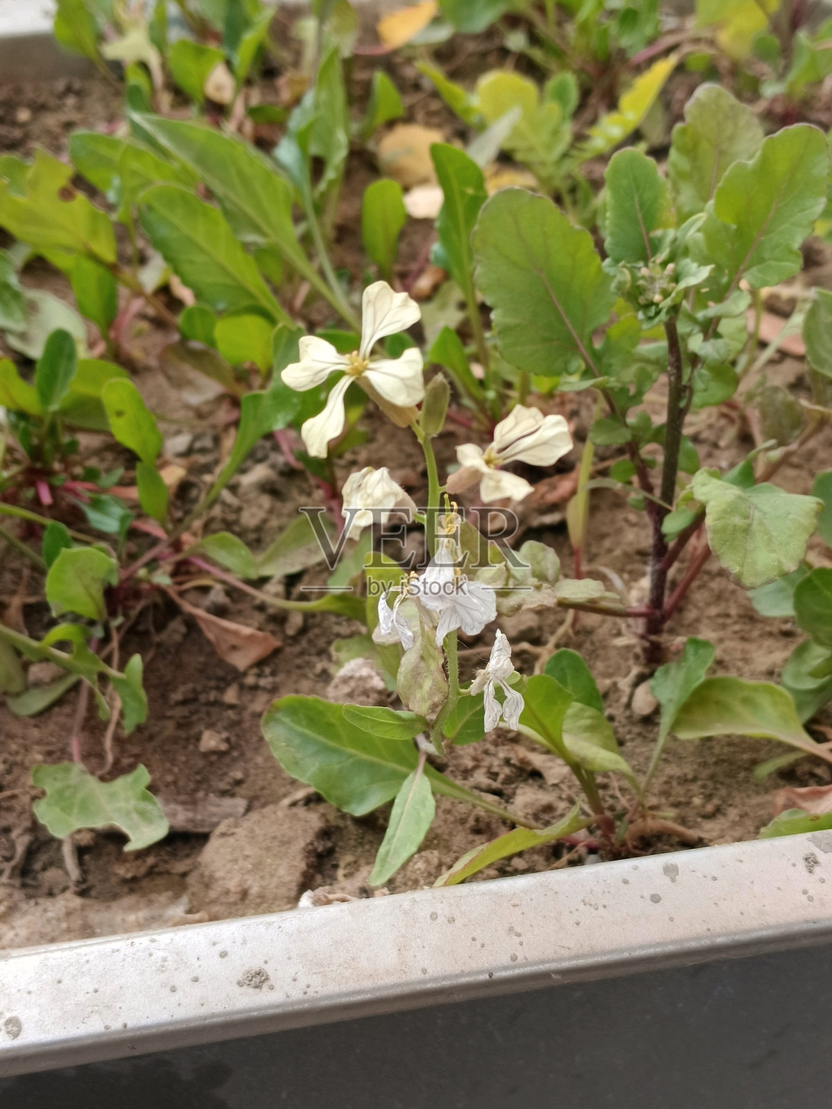 花照片摄影图片