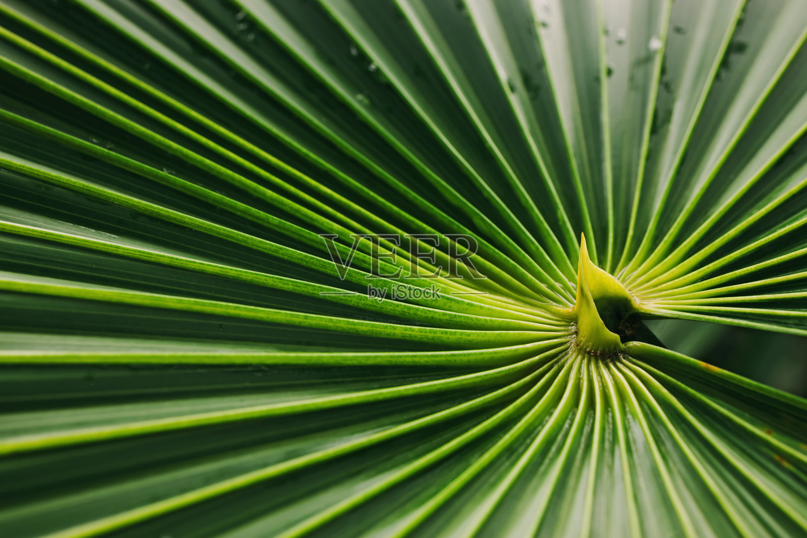 绿色棕榈叶的特写,热带背景照片摄影图片