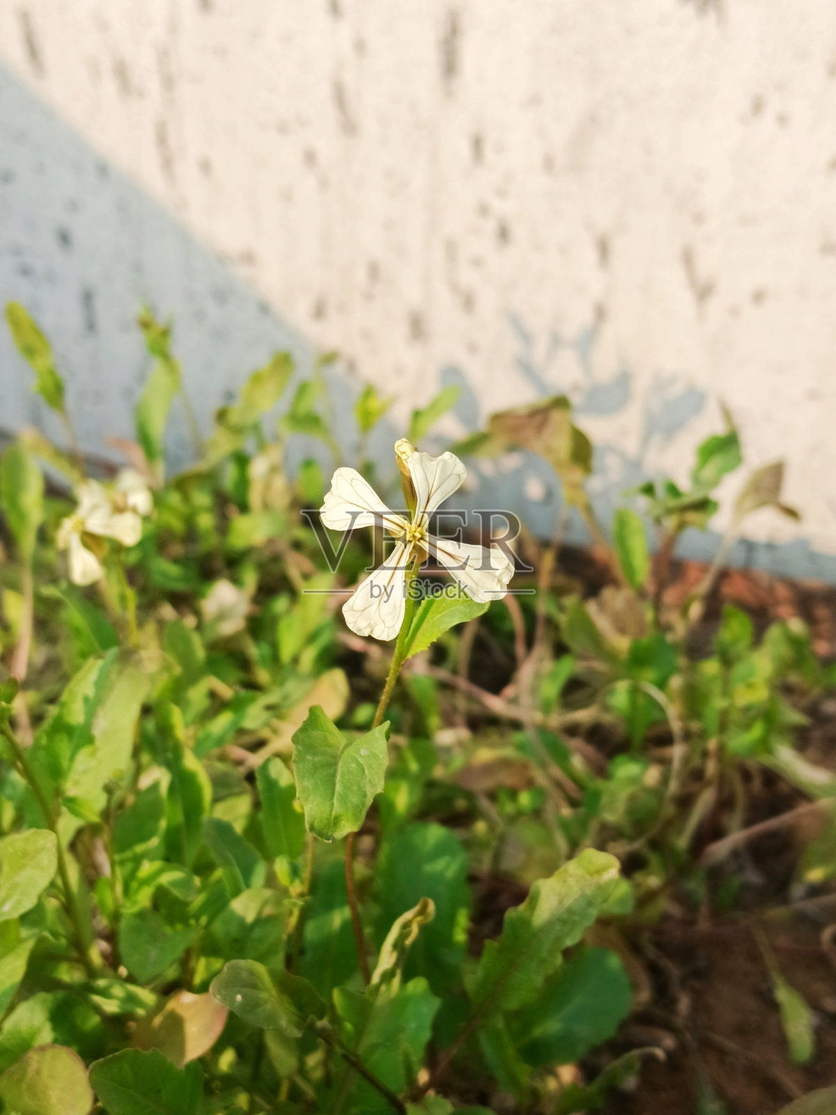 花照片摄影图片