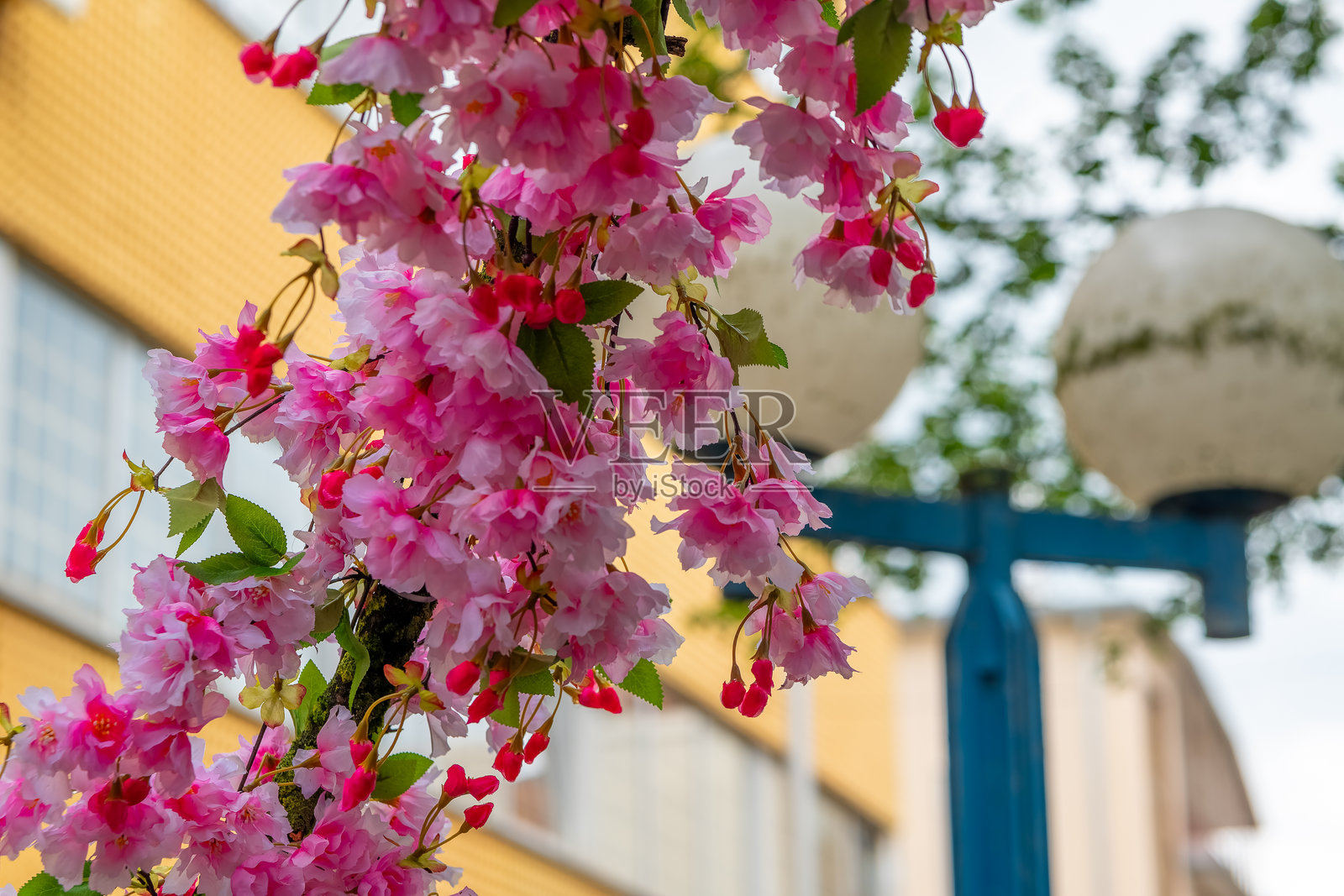 盛开的粉色花朵装点着春季生机勃勃的城市街灯照片摄影图片