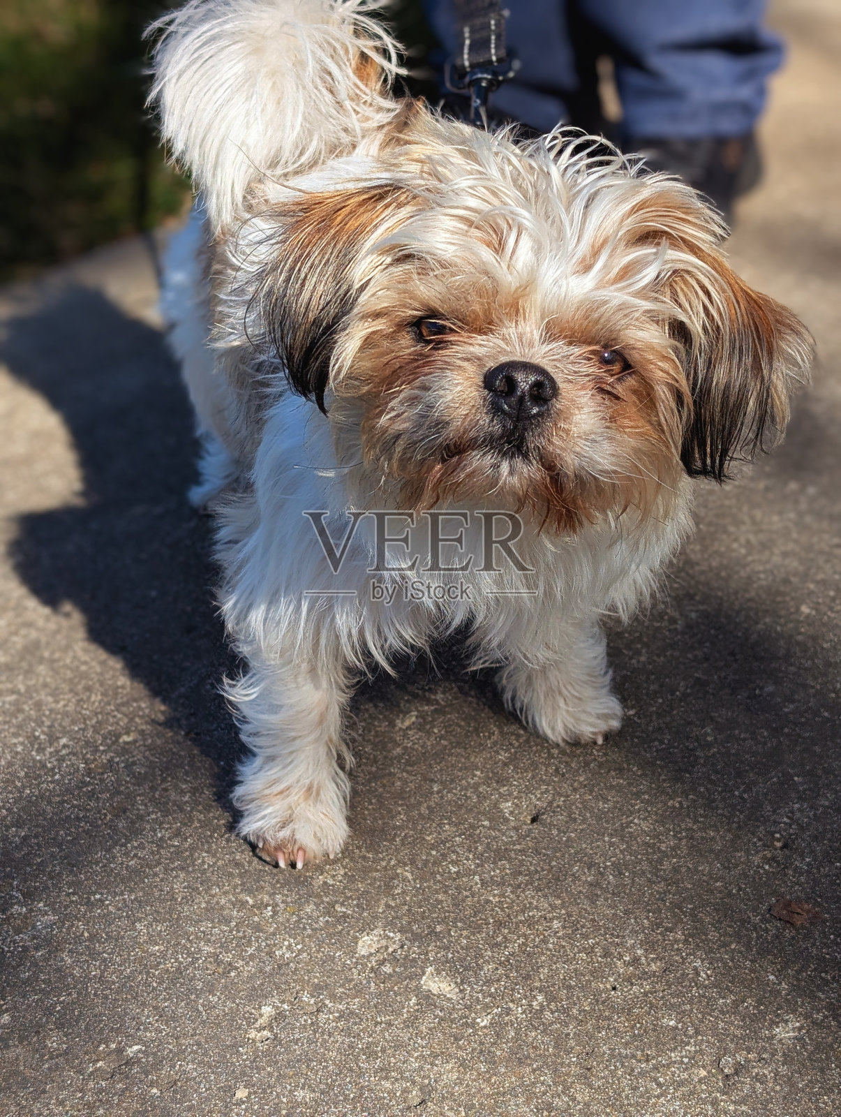 好奇的西施犬小狗的故事照片摄影图片