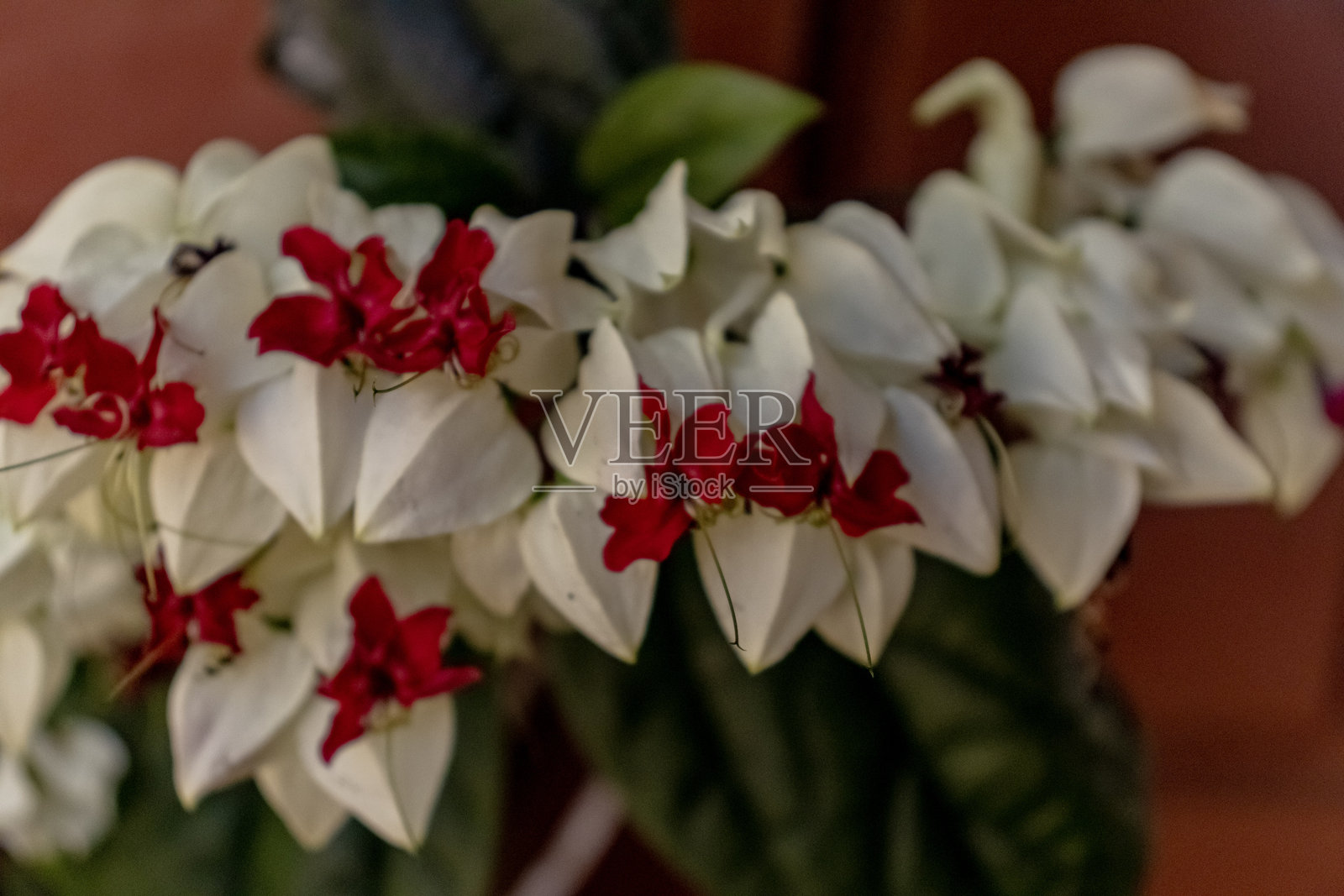 基督之泪,学名为克勒罗登德鲁姆·汤姆森(Clerodendrum thomsoniae)照片摄影图片