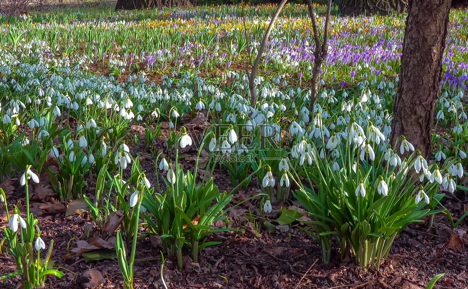 雪花莲早春盛开的花朵,报春花 - 短命花照片摄影图片