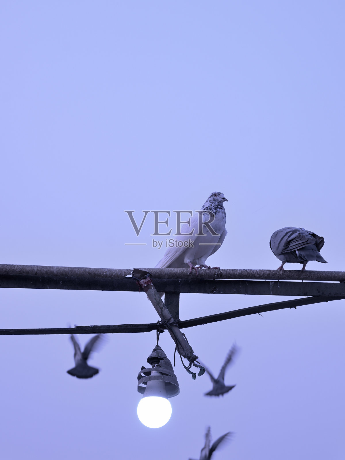 黄昏时分美丽的鸽子照片。照片摄影图片