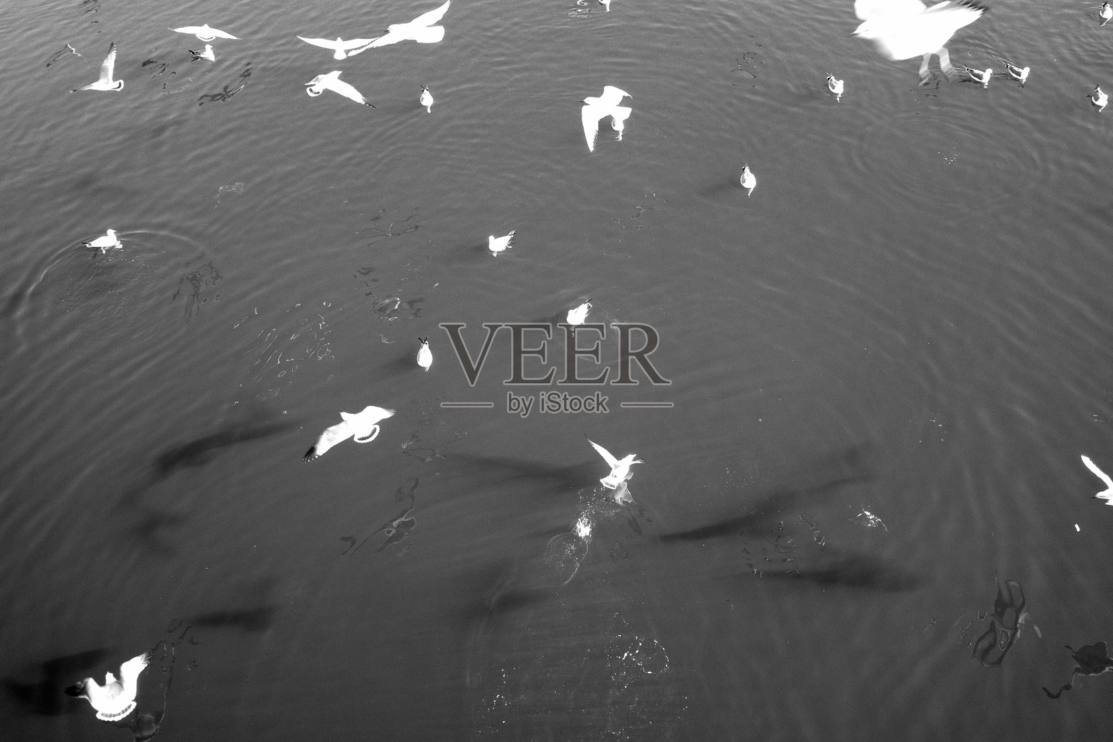 大海与海鸥照片摄影图片