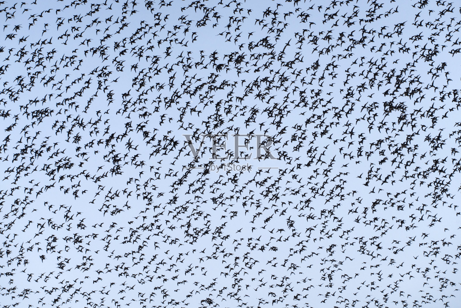 贝加尔鸭群在天空中翩翩起舞照片摄影图片