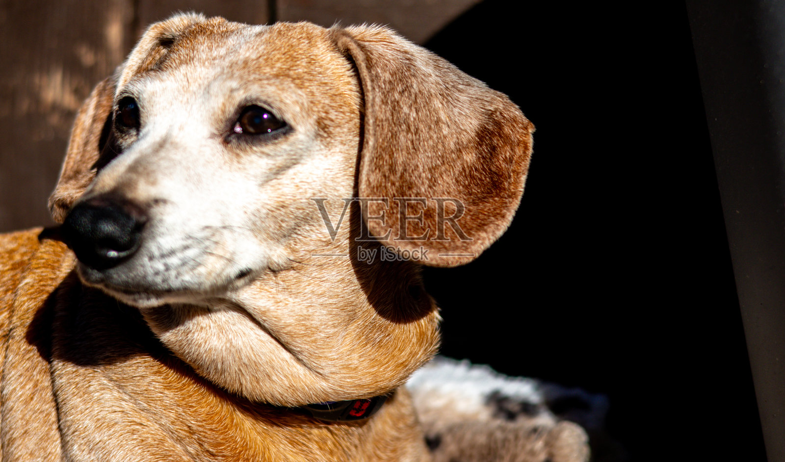一只忠诚于主人并受到爱护和珍惜的老迷你腊肠犬照片摄影图片