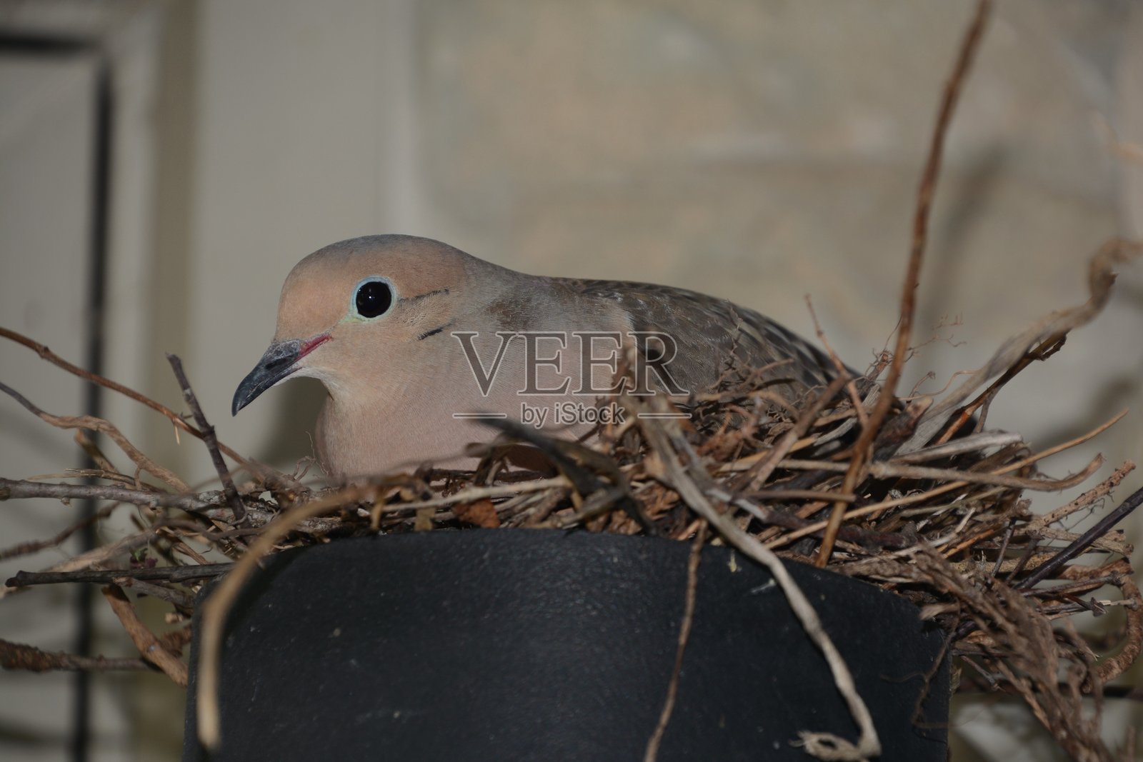 一只哀鸣鸽在巢中。照片摄影图片