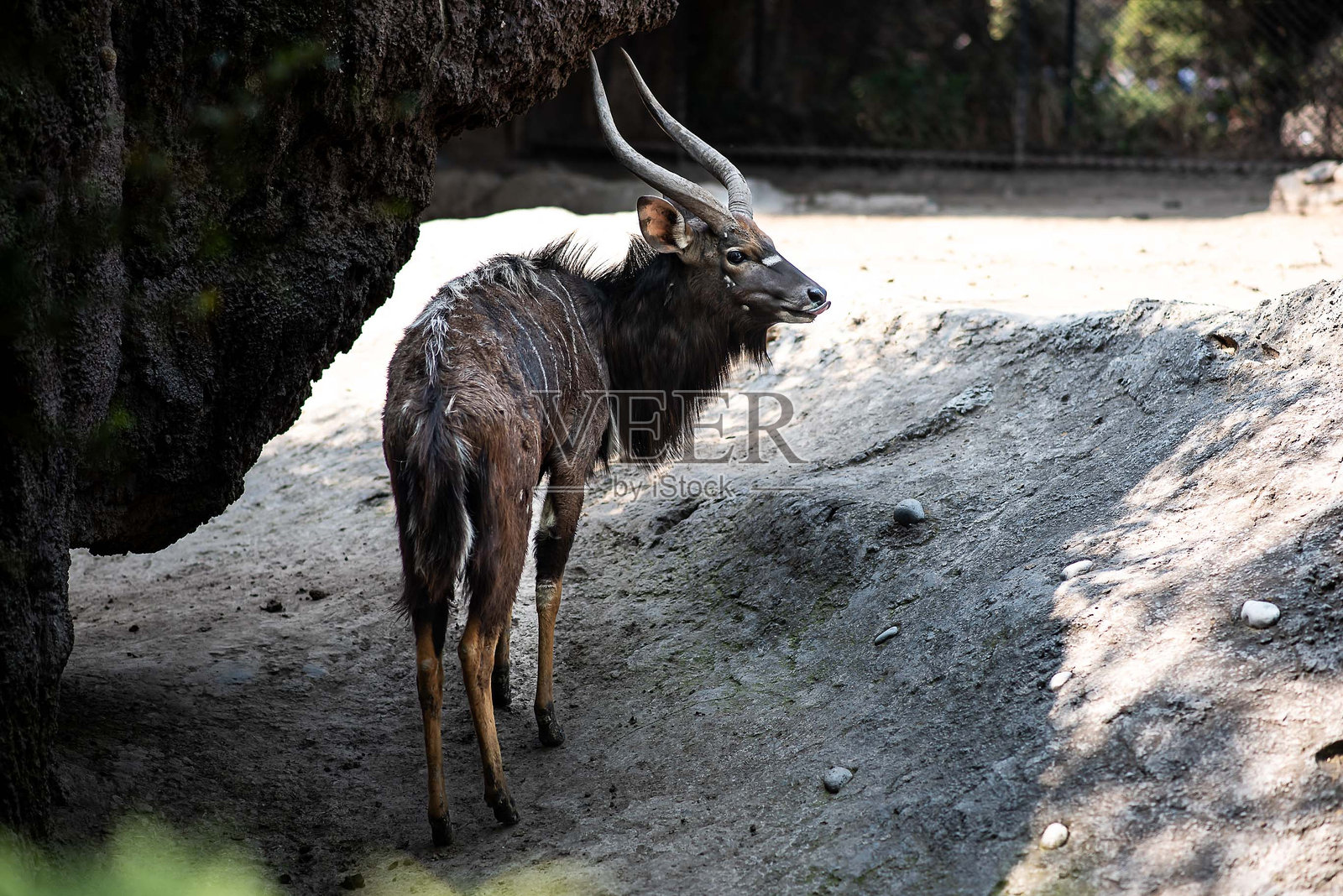 在这个阴影中逃离阳光照片摄影图片