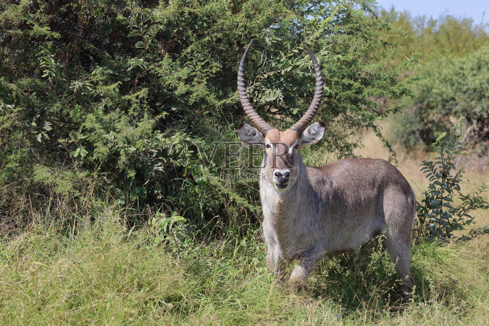 水羚 / Waterbuck / Kobus ellipsiprymnus照片摄影图片