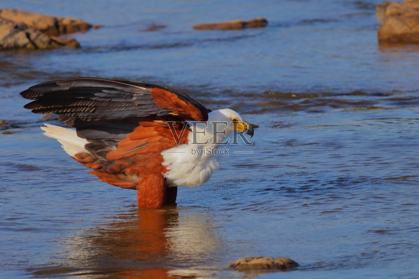非洲鱼鹰 / African fish-eagle / Haliaeetus vocifer照片摄影图片