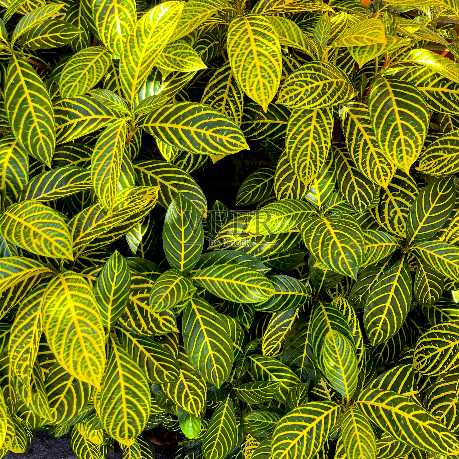 绿色的叶子照片摄影图片